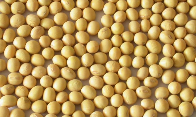 Минагрополитики хочет производить ГМО-семена