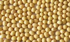 Минагрополитики хочет производить ГМО-семена