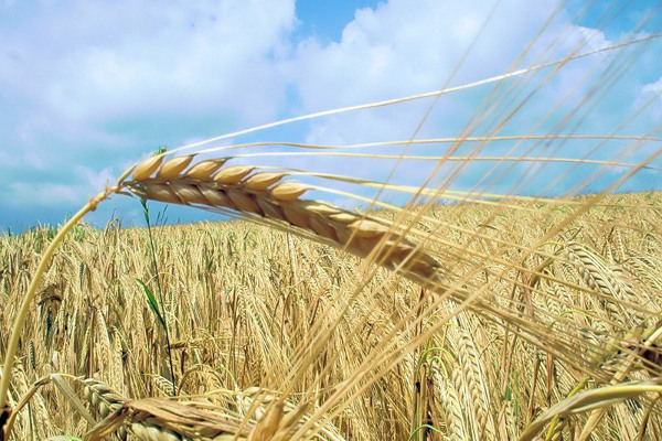 Компаниям Ахметова и Тигипко не дали лицензии на агрострахование