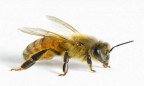 Цены на снэки и сладости кусаются из‑за бедствий скромной пчелы