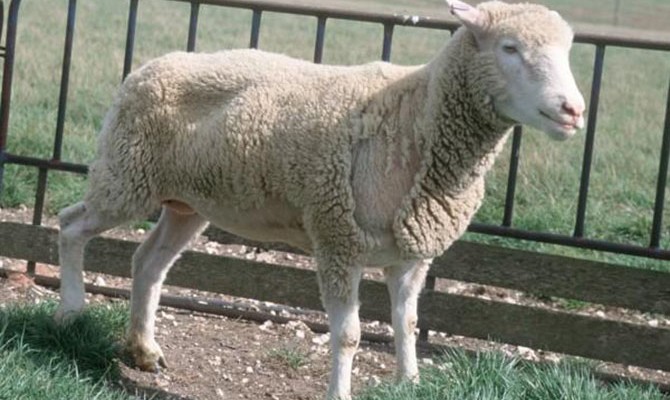 Украина запретила ввоз овец и коз из Болгарии
