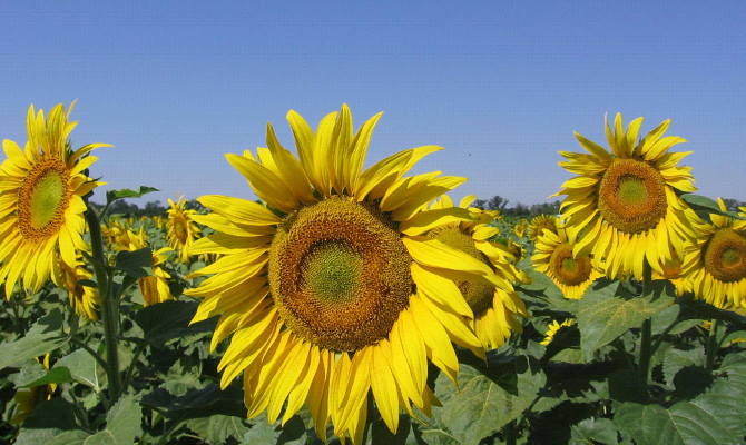 Депутаты оставили в силе экспортную пошлину на семена подсолнечника