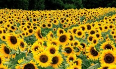 «Агролига» начнет выпускать подсолнечное масло и молоко под своей ТМ