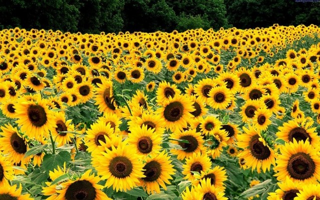 «Агролига» начнет выпускать подсолнечное масло и молоко под своей ТМ