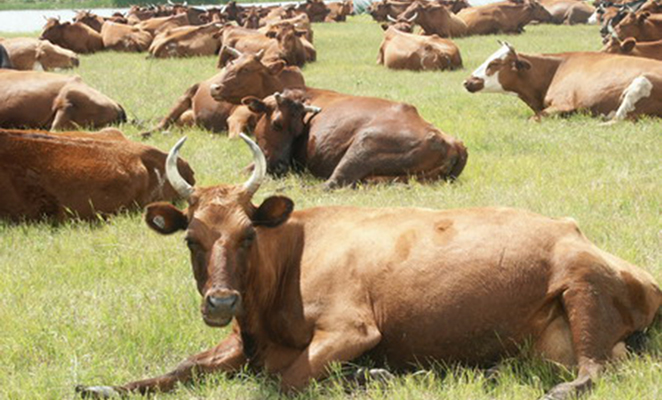 ЕС требует от украинских крестьян с 2015 года прекратить дворовой забой скота, - Присяжнюк