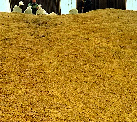 Госпредпринимательства отменяет двойную сертификацию зерна