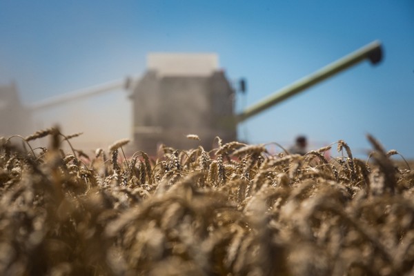 Минсельхоз США вновь повысило прогноз урожая зерна в Украине