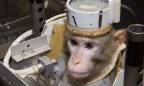 Иран осуществил второй запуск обезьяны в космос