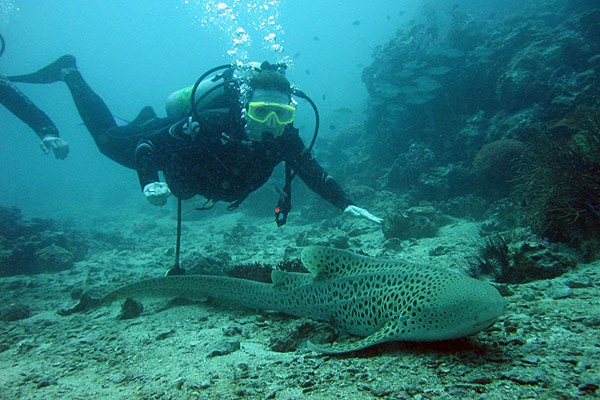 Возле Ялты затопят катер и троллейбусы, чтобы дайверам было интереснее плавать