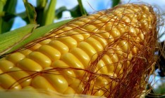 Украина в 2013 увеличила экспорт кукурузы на треть