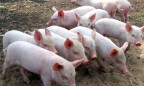 Госветслужба вводит карантин в Луганской области из-за африканской чумы свиней