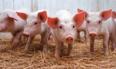 Госветслужба запретила ввоз свиней из Литвы в связи с выявлением африканской чумы свиней