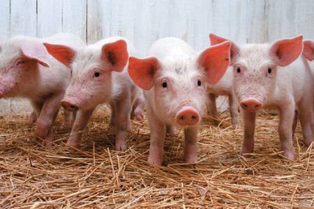 Госветслужба запретила ввоз свиней из Литвы в связи с выявлением африканской чумы свиней