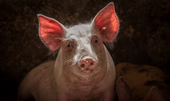 На Луганщине выявлен еще один случай заболевания африканской чумой свиней