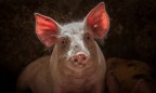 На Луганщине выявлен еще один случай заболевания африканской чумой свиней
