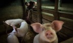 Россия и Украина будут договариваться о поставках свинины в связи с АЧС