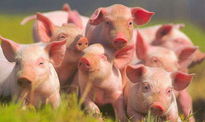 Киевские власти продали свою долю агрокомбината «Калита»