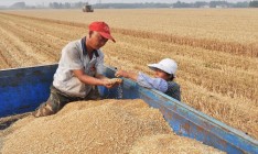 Пекин будет активнее импортировать зерновые