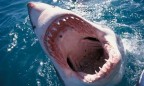 Австралийца оштрафовали на $16 тысяч за убийство акулы-людоеда