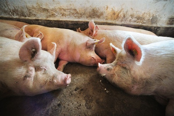 Госветслужба запретила ввоз свинины из Польши в связи с выявлением африканской чумы свиней