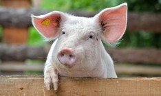 Россия запретила ввоз украинских свиней в Крым