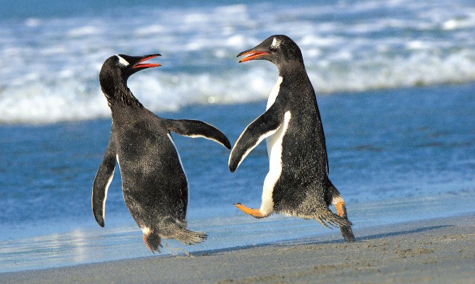 Мороз и солнце, и пингвины: день чудесный