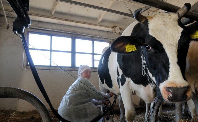 Производство всей продукции животноводства в Украине в I квартале увеличилось