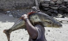 Искусственно выращенная рыба вытесняет дикую на обеденном столе