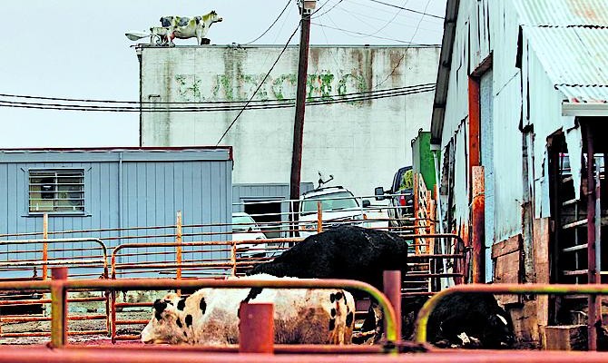 Фермеры не поддаются на призывы кооперироваться, ожидая преференций