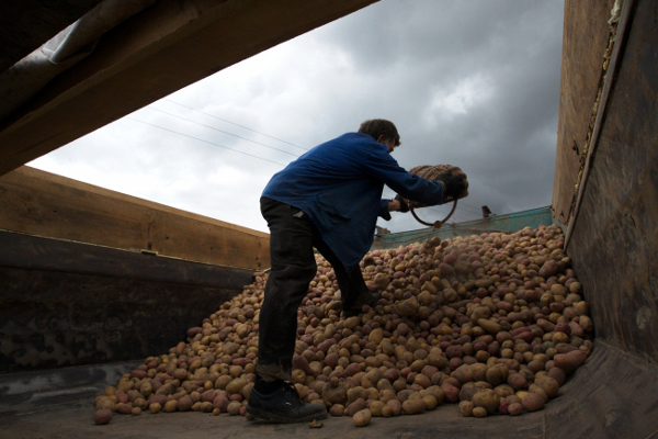 Белоруссия вслед за Россией запрещает ввоз украинского картофеля