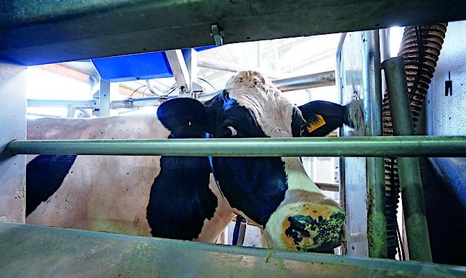 Россия ограничивает ввоз молочной продукции из Украины