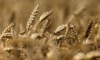 Ukrainian agrarians collected 31.2 mn t of grain