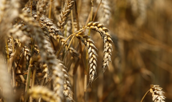 Ukraine exported over 3 mn t of grain