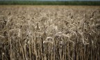Минсельхоз США повысил прогноз урожая зерновых в Украине на 2,5%
