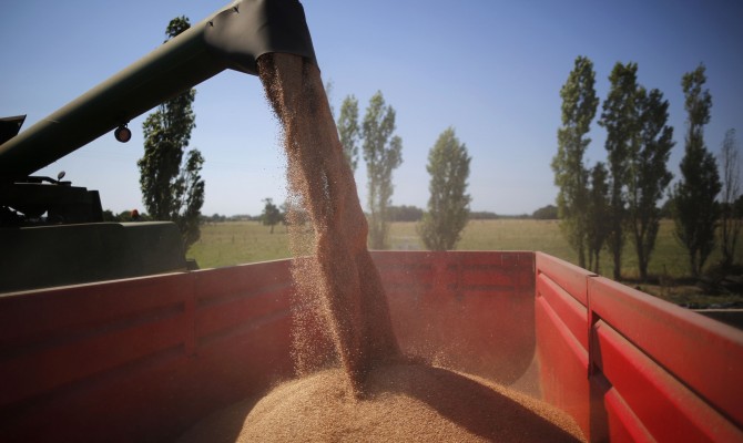 Потеряв донбасское и крымское зерно, Украина все же соберет рекордный урожай