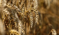 Яценюк ожидает, что аграрии соберут 55 млн т зерна