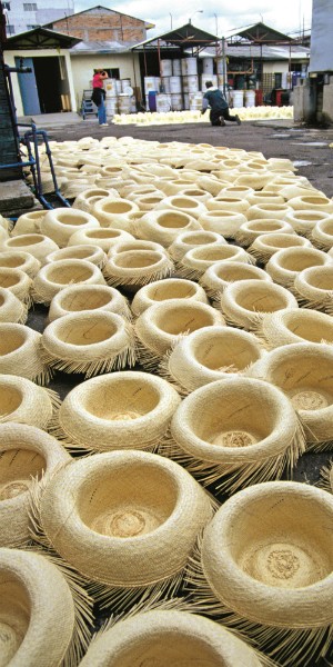 В тени панамы