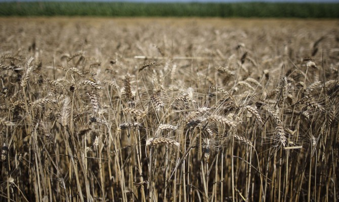 Минсельхоз США повысил прогноз урожая и экспорта зерна из Украины