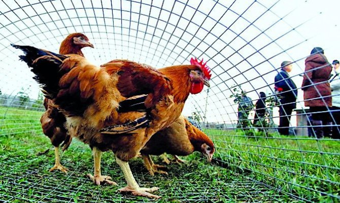 Украина начала поставлять в ЕС продукцию птицеводства