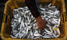 В Керчи объемы вылова и реализации рыбы упали на 90%
