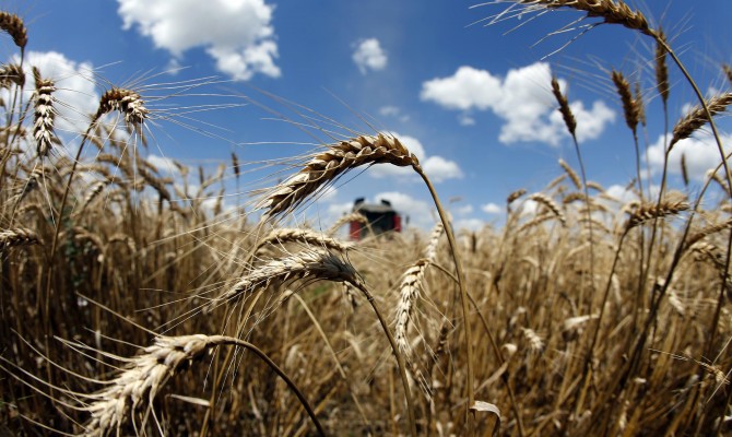 Украина к 10 декабря намолотила 64,1 млн тонн зерна
