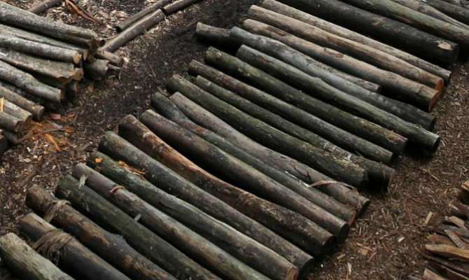 Томенко грозит запретить экспорт из Украины необработанной древесины