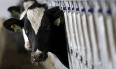 Рада отменила запрет на продажу домашней мясомолочной продукции