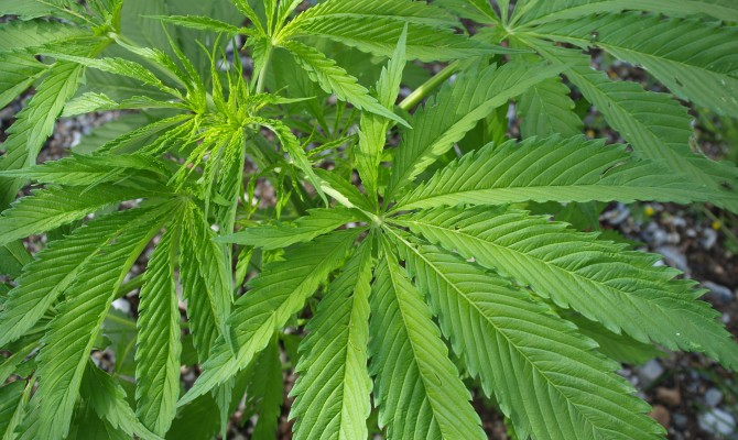 В Запорожье задержаны участники межгосударственной ОПГ, переправлявшей в Россию каннабис