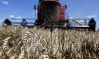 Прогноз урожая и экспорта пшеницы из Украины повышен