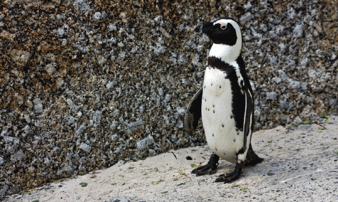 Пингвин из Тбилиси доплыл до Азербайджана