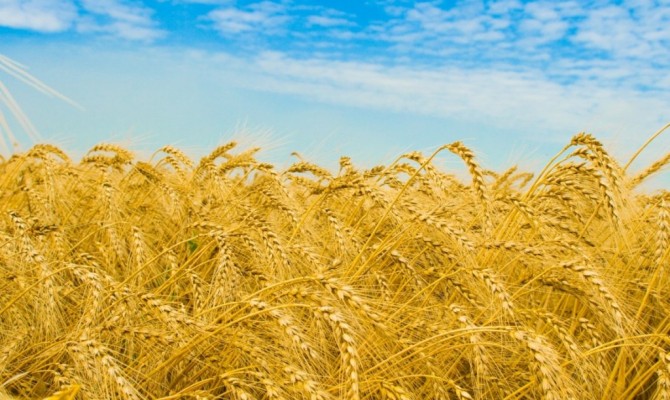 Украина снизила производство зерна на 69%