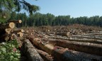 Порошенко намерен пресечь незаконную вырубку и реализацию леса