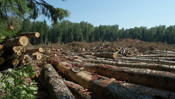 Порошенко намерен пресечь незаконную вырубку и реализацию леса