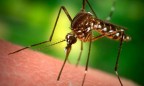 СЭС предупреждает украинцев о повышении опасности малярии